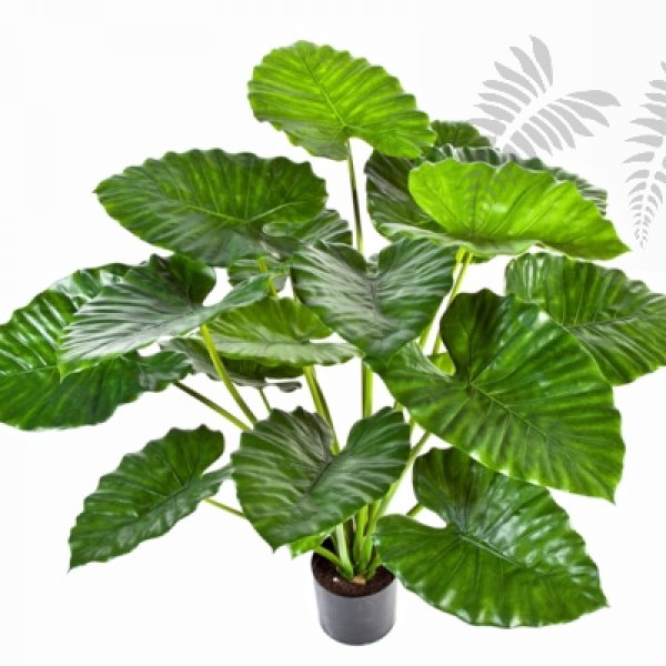 ALOCASIA CALIDORA BUSH 95 cm 55503N