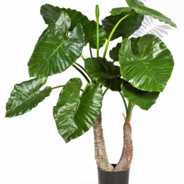 ALOCASIA CALIDORA X 14 55603N