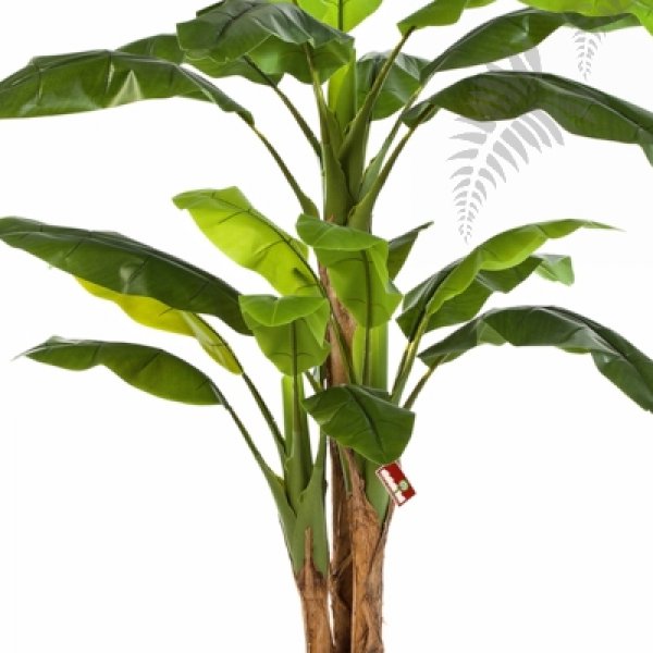 BANANA TREE X 3 180cm 57206N