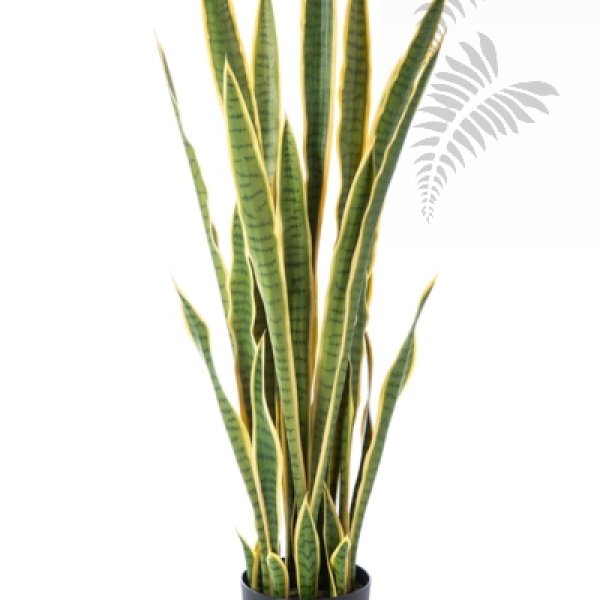 Sanseveria Variegated 120cm 57404NG