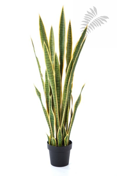 Sanseveria Variegated 120cm 57404NG