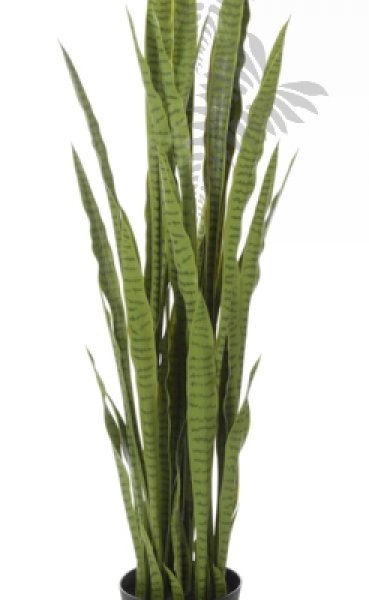 Sanseveria Green 150cm 57505N