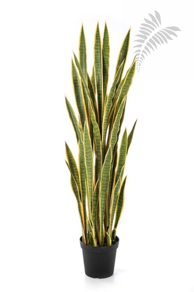 Sanseveria Variegated 150cm 57505NG