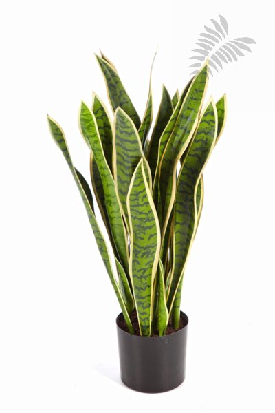 VAR. SANSEVERIA 80 cm 6280NG