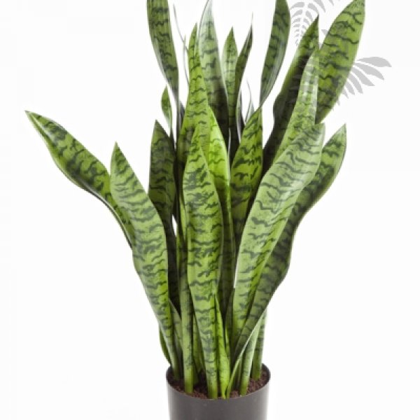 SANSEVERIA 93 cm 6282N