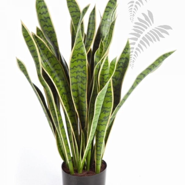 VAR. SANSEVERIA 93 cm 6282NG