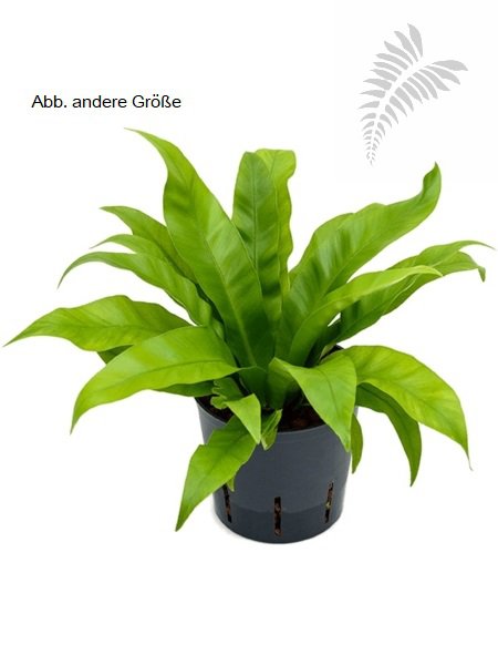 Asplenium antiquum 40-50cm KT 15/19