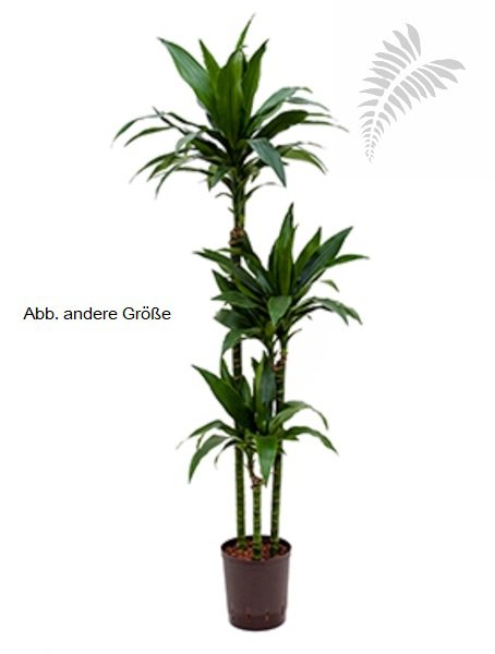 Dracaena der. Janet Craig 120/90/60/30 1 KT 22/19