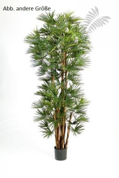 BABY FAN PALM 210cm 48507N