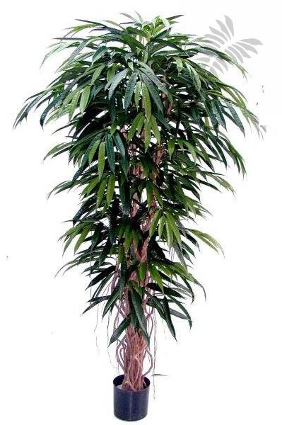 DELUXE LONGIFOLIA LIANA 48206N