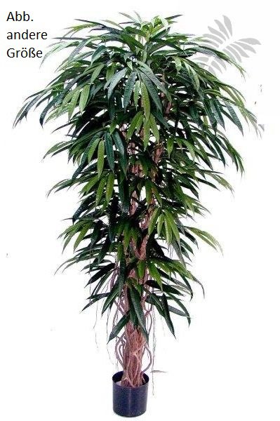 DELUXE LONGIFOLIA LIANA 48207N