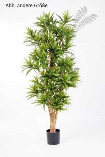 DRACAENA REFLEXA 36704N