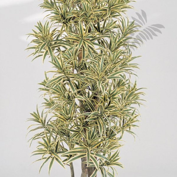 DRACAENA REFLEXA 36706NG