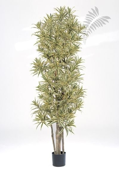 DRACAENA REFLEXA 36706NG