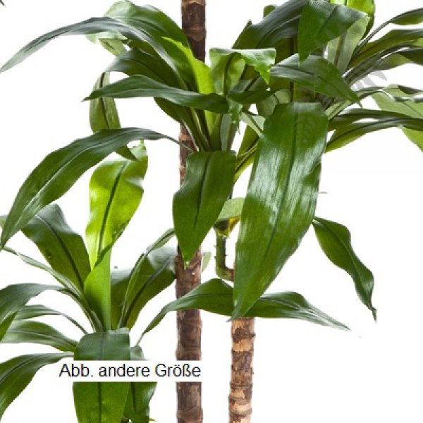 DRACAENA FRAG RANS STEUD 36505N