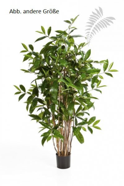 DRACAENA SURCULOSA TREE 90cm 26003N