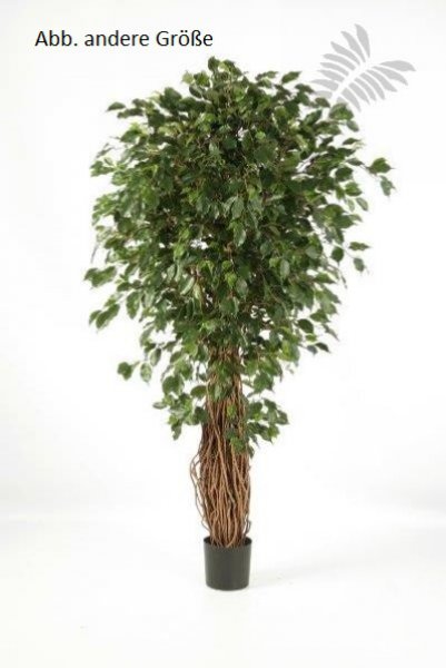 FICUS LIANA EXOTICA DE LUXE 120cm 30804N