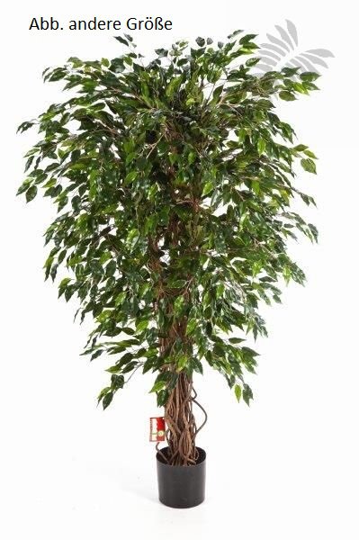 HAWAIIAN FICUS LIANA 90cm 30903N