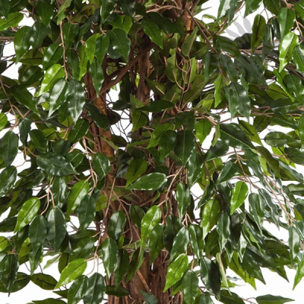 HAWAIIAN FICUS LIANA 90cm 30903N