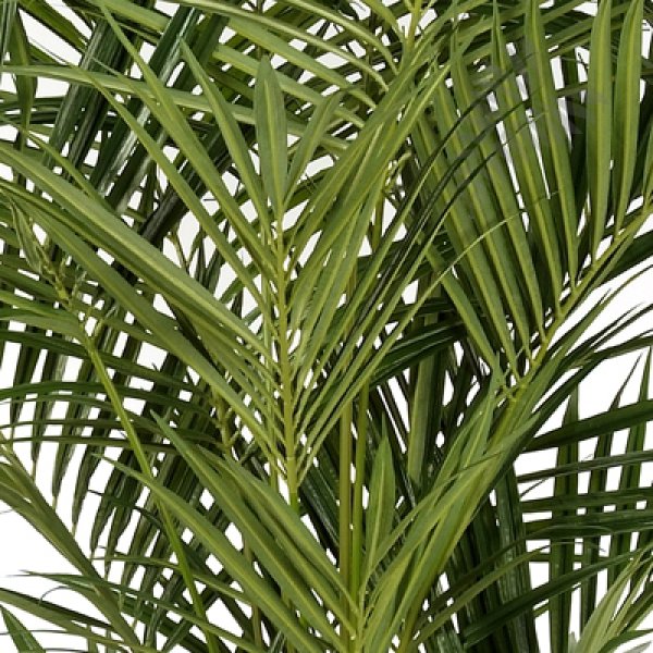 NAT. KENTIA PALM DE LUXE 1344XL