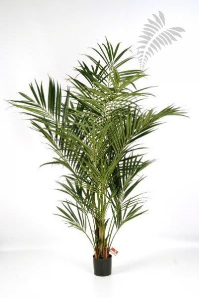 NAT. KENTIA PALM DE LUXE 1344XL