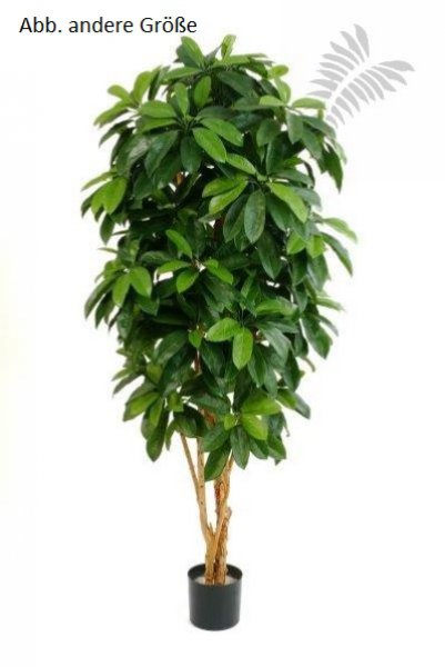 LADY SCHEFFLERA TREE 38405N