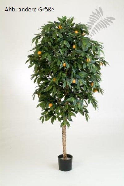 MANDARIN ORANGE TREE 40005N