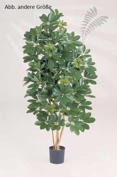 NATURAL SCHEFFLERA 38503N