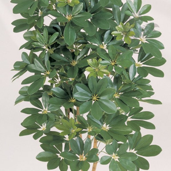 NATURAL SCHEFFLERA 38506N