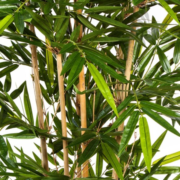 NEW BAMBOO TREE 240cm 34608N