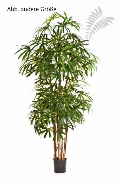 NATURAL RAPHIS PALM 36304N
