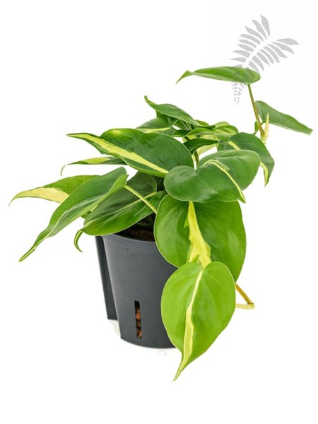 Philo. scandens "Brazil" KT 15/19