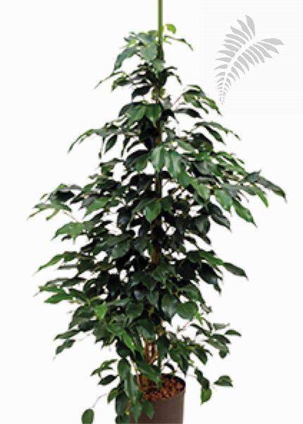 Ficus benj. "Danielle" 100-120cm -A- KT Florafilt