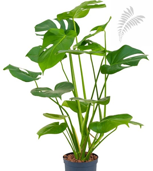 Monstera deliciosa 60cm KT Florafilt