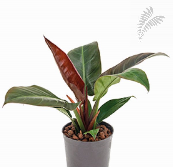 Philodendron"Imperial Red" 40-50cm -A- KT Florafilt