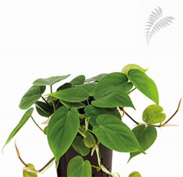 Philodendron scandens RK -A- KT Florafilt