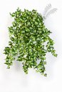 Kunstpflanze English Ivy Variegated 50cm/h
1426NY