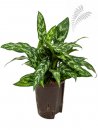 Aglaonema commutatum Maria 30-40 cm KT 15/19