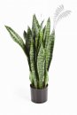Kunstpflanze Sanseveria green 80cm/h 
6280N