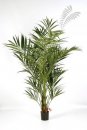 Kunstpflanze Natural Kentia Palm De Luxe 225cm/h
1344XL